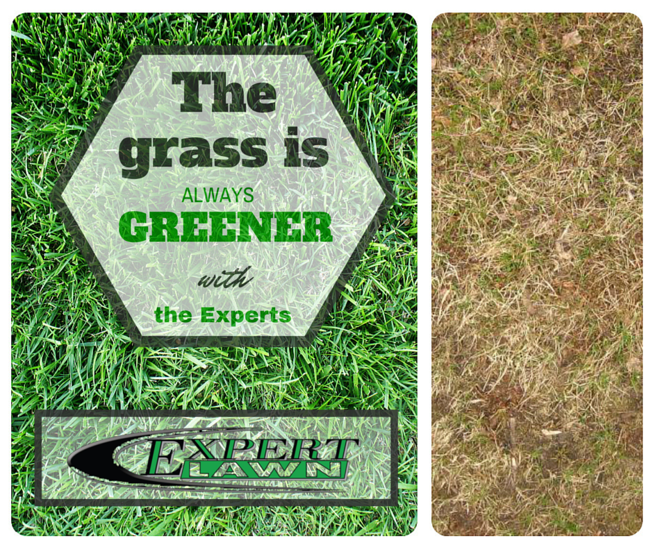 Grass is greener